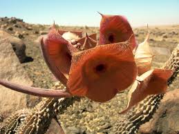 Image result for Hoodia currorii