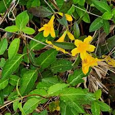 Image result for Gelsemiaceae