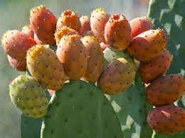 Semis De Cactus Comment Recuperer Des Graines Et Les Faire Germer