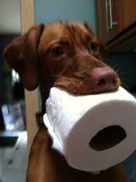 If you are unable to find your companion in our dogs for adoption sections, please consider looking thru the directory of rescue organizations, to see if they have any current dogs for adoption listings. Vizsla Puppies Cleveland Ohio The Y Guide