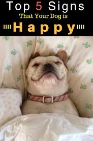 Top 5 Signs That Your Dog Is Happy Dog Sleeping Positions Sleeping Dogs Shitzu Dogs
