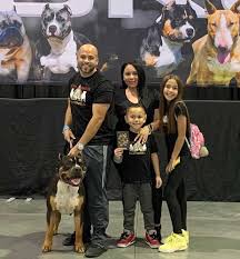 Xl american bully ready for his new forever home. Alpha Omega Bully Kennels Xl American Bully Breeder Florida