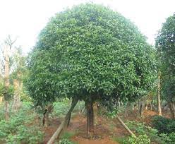Pin By Kerry Macklin On I Want Osmanthus Fragrans Sweet Olive Tree Plants