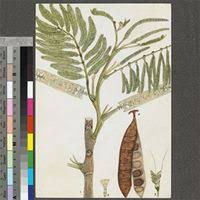 Image result for Acacia polyacantha