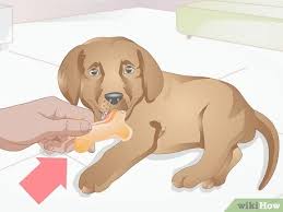 When do puppies calm down? 3 Ways To Calm A Puppy Wikihow Pet