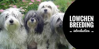 The breed takes well to training and makes an excellent candidate for. Breeding Lowchens History And Introduction