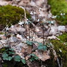 Image result for Cardamine maxima