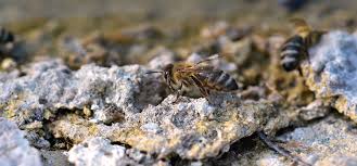 How To Safely Get Rid Of Bees And When You Shouldn T