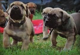 Price includes dewormed, innoculation and they are 8 weeks old now. Shakira Boerboel Stud Despatch 2021
