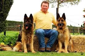 ©photo courtesy majestic white shepherds. About Westfield Kennels Est 1993
