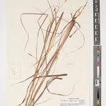 Image result for Exotheca abyssinica