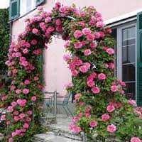 Zephirine Drouhin Climbing Rose Climbing Flowers Climbing Roses Rose Varieties