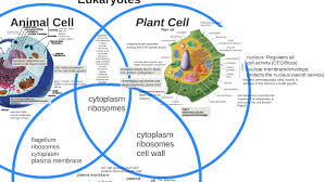 We did not find results for: Cell Project By Jj Cunningham