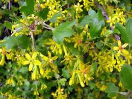Check spelling or type a new query. Smorodina Zolotistaya Sorta Dlya Podmoskovya