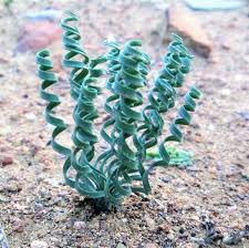 Image result for Gethyllis