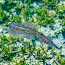 Image result for Oxyrhachis