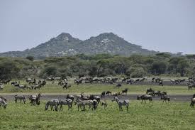 Ndutu Plains – Ngorongoro Conservation ...