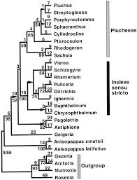 Image result for Porphyrostemma grantii