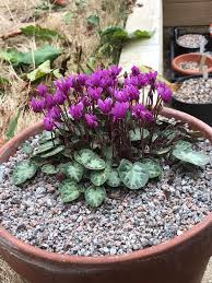 Image result for Cyclamen purpurascens tube