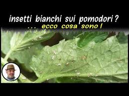 Insetti Bianchi Sul Pomodoro Ecco Cosa Sono Youtube Nel 2020 Piante Di Pomodori Pomodori Insetti