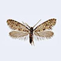 Banksia is a genus of around 170 species in the plant family proteaceae. Bankesia Desplatsella Nel 1999 Lepidoptera Psychidae A Species New To The Italian Fauna