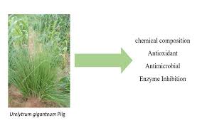 Image result for Urelytrum