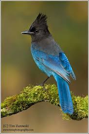 Birds That Look Like Blue Jays But Are Black Pin On Sherrie S Life Birds