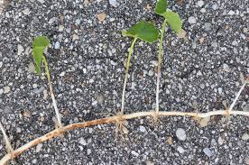 Image result for Hydrocotyle bonariensis