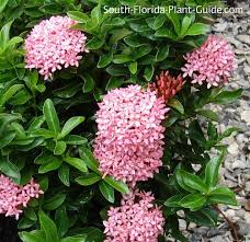 Image result for Ixora hartiana