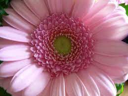 Pink Images Photography Pink Flower Close Up Big Flower Pink Flower Close Up Big Flower Jpg Flower Close Up Flowers Pink Flowers
