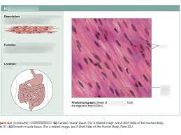 Single unit and multi unit smooth muscle groups create the two distinct muscular groups of the functional categories. Smooth Muscle Diagram Quizlet