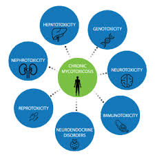 Image result for Mycotoxin