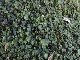 Image result for Vernonia hirsuta