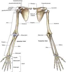 The shoulder anatomy includes the anterior deltoid, lateral deltoid, posterior deltoid, as well as the 4 then there was the bone work; Shoulder Girdle An Overview Sciencedirect Topics