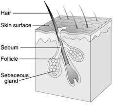 accessory structures of the skin boundless anatomy and