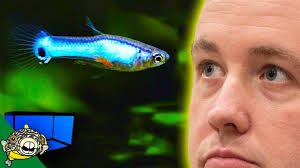 Endler guppies are double sword guppies. Endler Guppy Blue Silverado Endlers Youtube