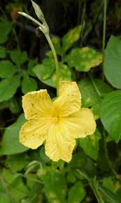 Image result for Momordica charantia