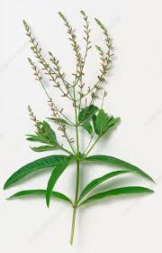 Image result for Aloysia