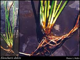 Image result for Eleocharis dulcis