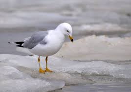 Big Black Bird With White Ring Around Neck Ring Billed Gull Wild Birds Sea Birds Birds