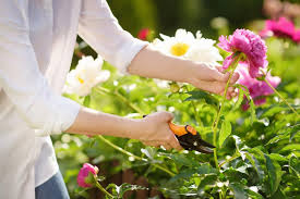 Toutes les fleurs du jardin. 10 Fleurs A Couper Pour Des Bouquets Toute L Annee Gamm Vert