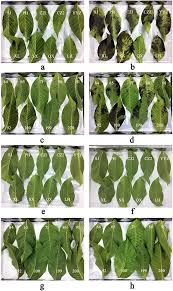 Image result for Walnut blight