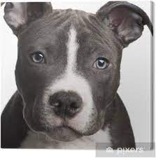 American staffordshire terriers have short coats and with early exposure to grooming and brushing are easy to maintain. Leinwandbild American Staffordshire Terrier Welpen 3 Monate Pixers Wir Leben Um Zu Verandern