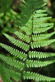 Image result for Pityrogramma aurantiaca