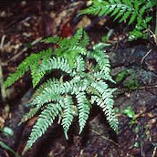 Image result for Adiantum vogelii