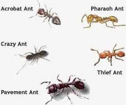Image Result For Types Of Ants Pictures Ants Different Types Of Ants Insect Species