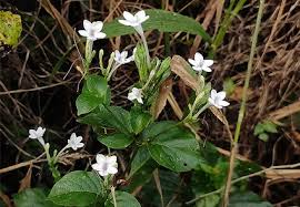 Image result for Asystasia malawiana