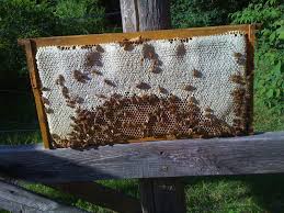 My advice is to do some more research and find a variety that will do well where you live. Urban Bees Then And Now Bee Birds Bees Butterflies Birds And The Bees