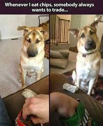 Attack Of Funny Dogs 12 Pics Funny Animals Funny Animal Pictures Funny Dogs