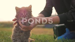 Young Woman Playing With Her Kitten Human Animal Relationships Stock Footage Ad Playing Kitten Young Woman Animals Kitten Relationship